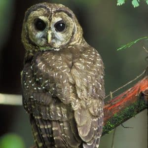 spotted-owl-Migratory-birds-Assessments-Nest-Sweeps-Bird-Sweeps