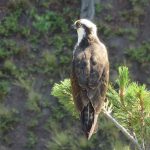Site Records and Interviews for Phase I Environmental Site Assessments Alberta