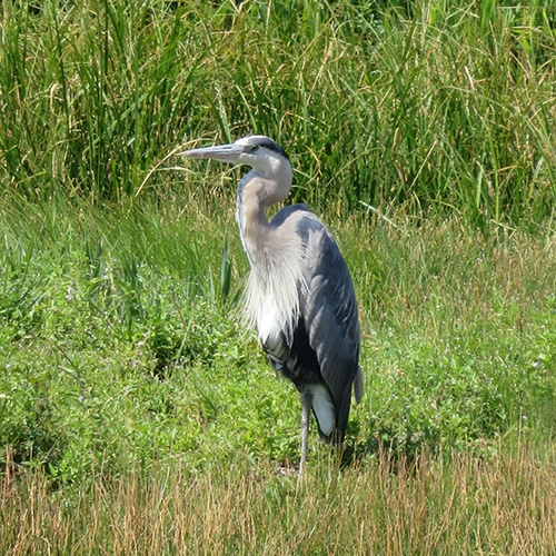 habitat-compensation-alberta