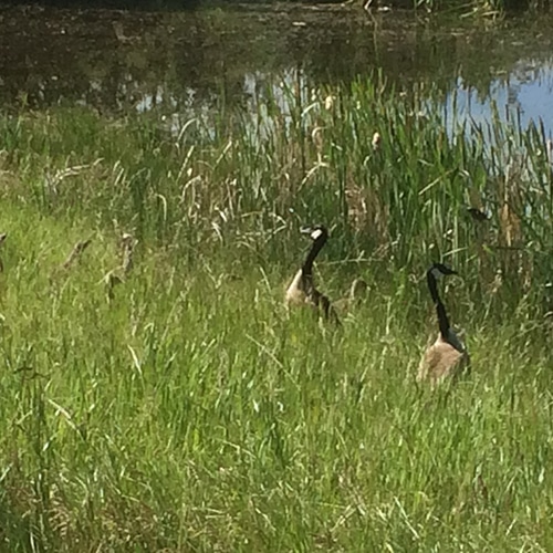 wetland-assessment-alberta