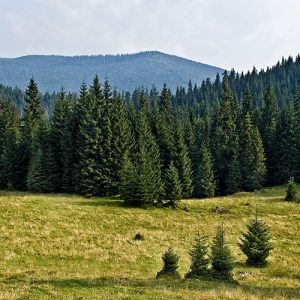 tree-health-assessment-management Alberta and British Columbia
