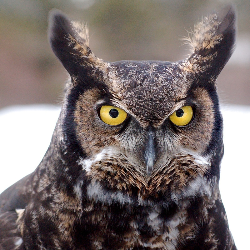 great-horned-owl-Migratory-birds-Assessments-Nest-Sweeps-Bird-Sweeps